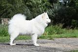 SAMOYEDE 066